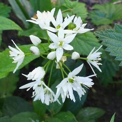 Allium ursinum — flower