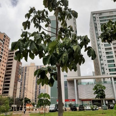 Sterculia striata — habit