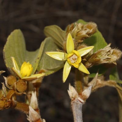 Apeiba tibourbou — flower