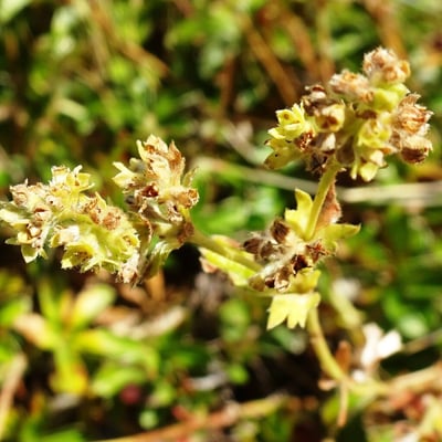 Alchemilla saxatilis — flower