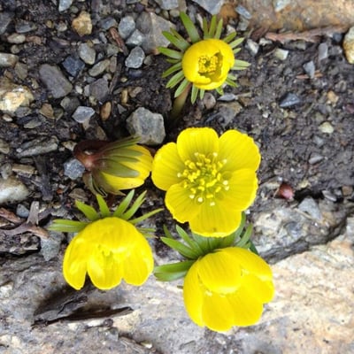 Eranthis hyemalis — flower
