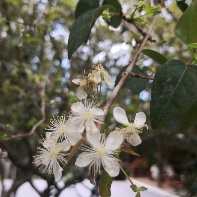Eugenia uniflora — flower