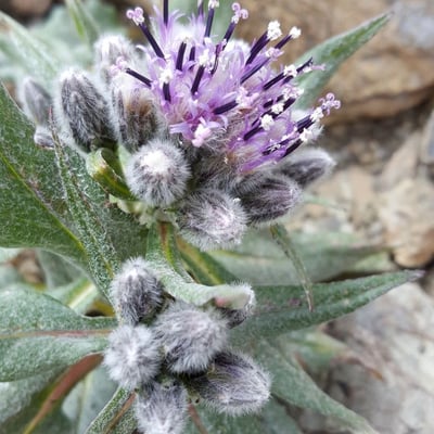 Saussurea alpina — flower