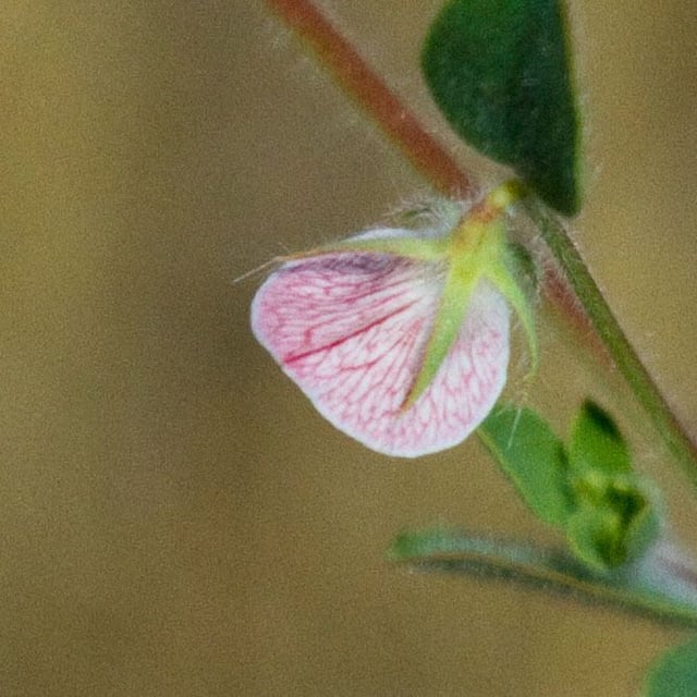 Acmispon americanus — flower