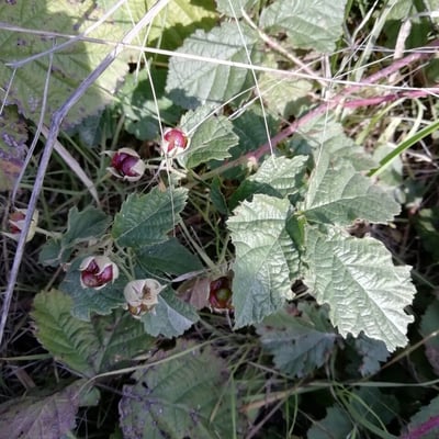 Rubus parvifolius — leaf