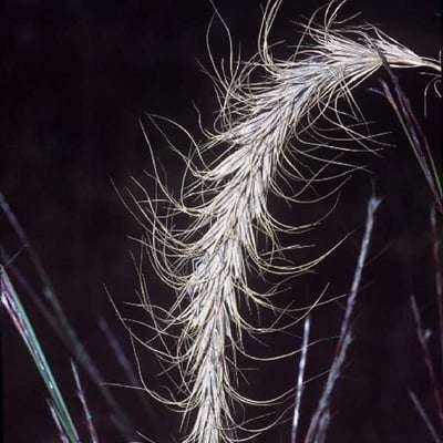Elymus canadensis — flower