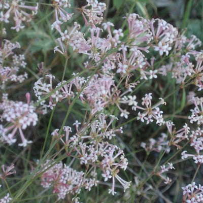 Asperula aristata — flower