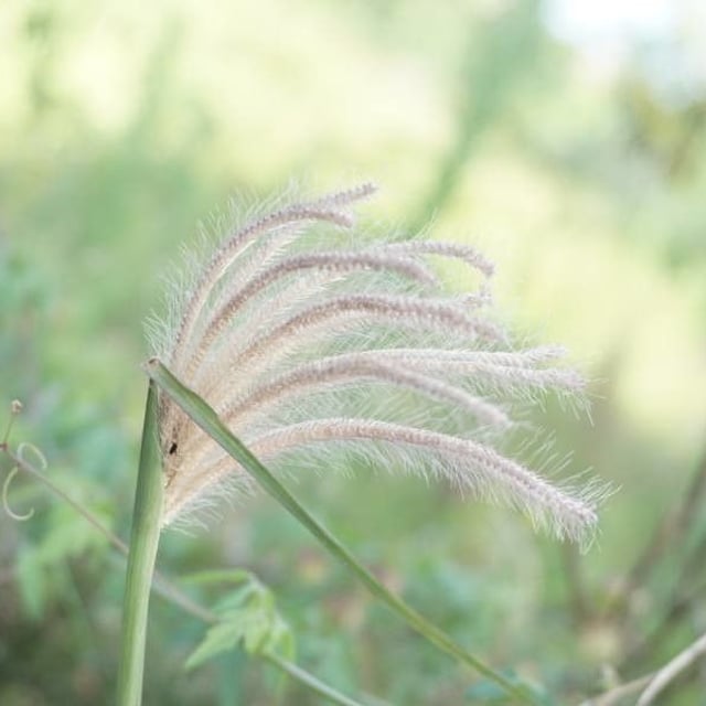 Chloris virgata — flower