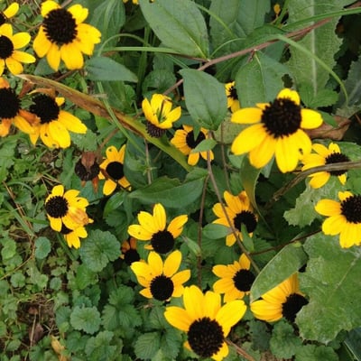 Rudbeckia hirta — flower