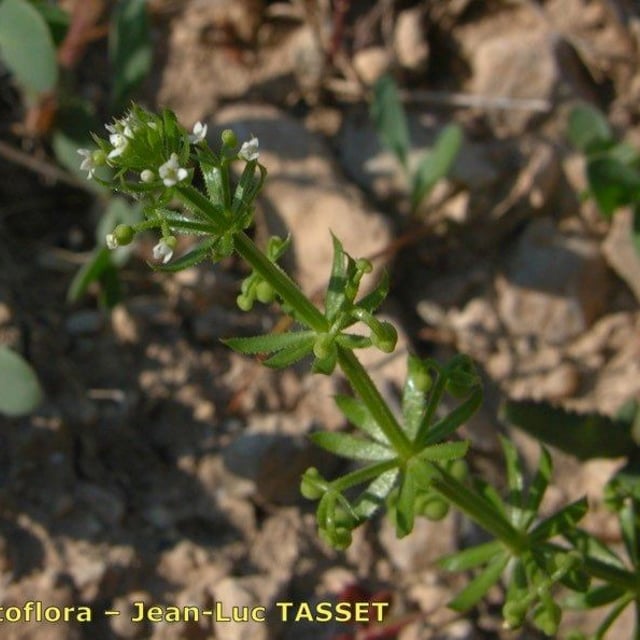 Galium tricornutum — flower
