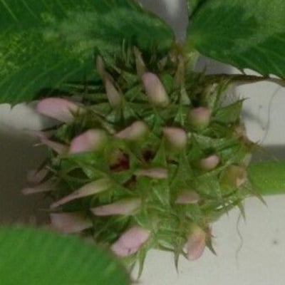 Trifolium scabrum — flower