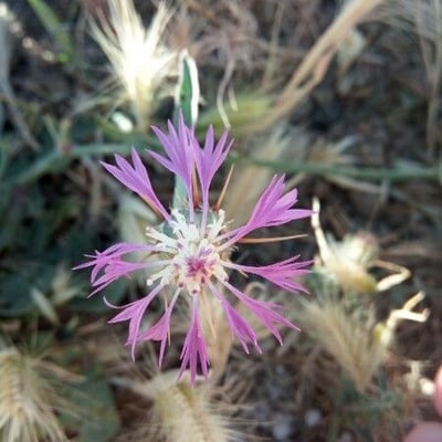 Centaurea calcitrapa — flower