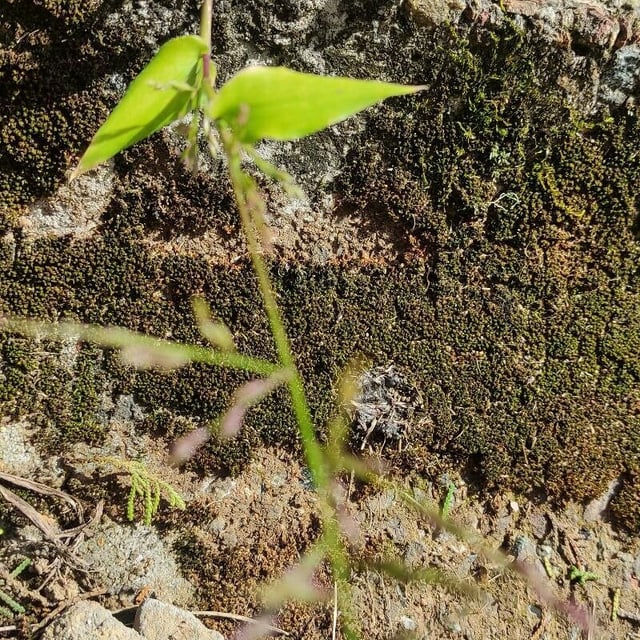 Oplismenus undulatifolius — flower