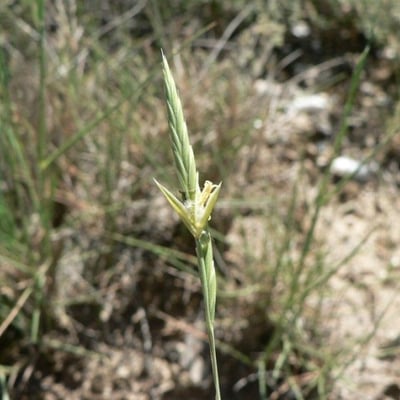 Brachypodium retusum — flower