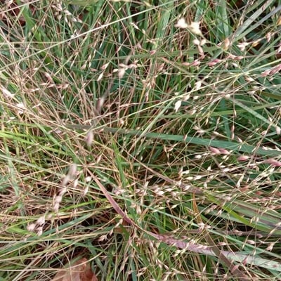 Panicum virgatum — flower