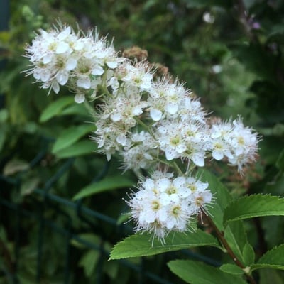 Spiraea alba — flower