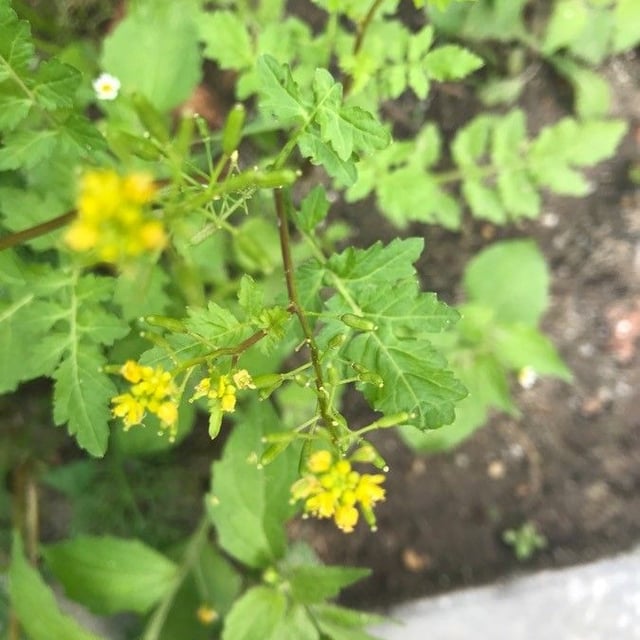 Rorippa palustris — flower