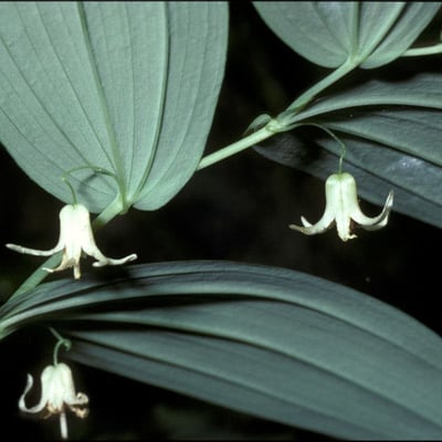 Streptopus amplexifolius — flower