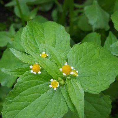 Galinsoga parviflora — flower