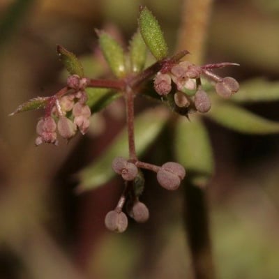 Galium parisiense — flower