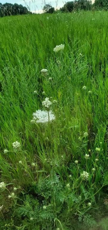Rattlesnake-weed