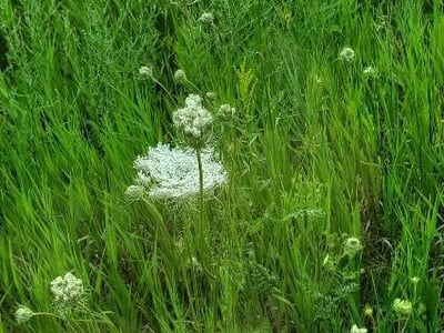 Rattlesnake-weed
