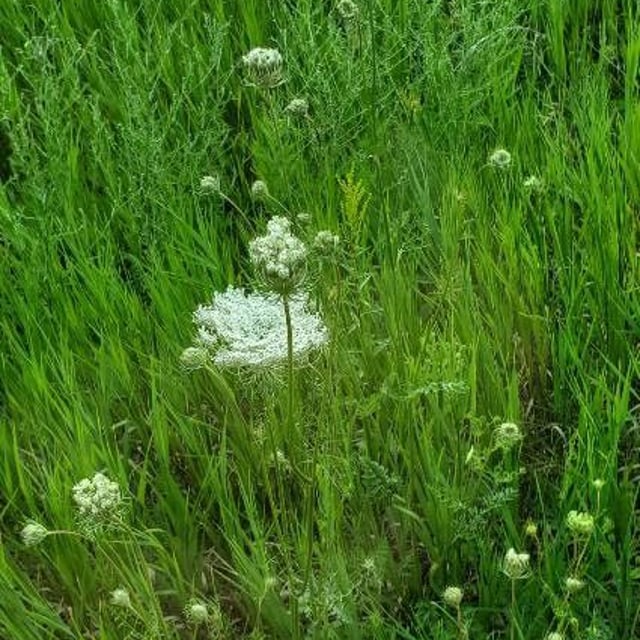 Daucus pusillus — flower