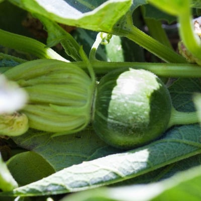Cucurbita foetidissima — flower