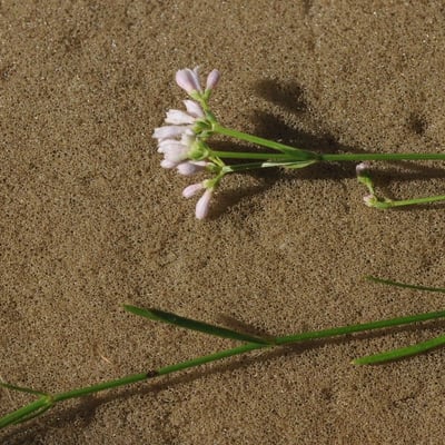 Asperula tinctoria — flower