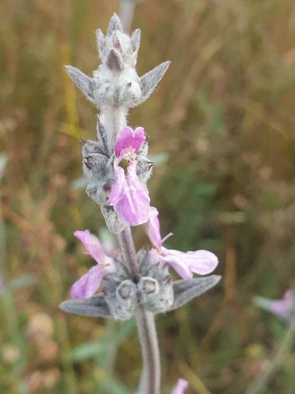 Stachys cretica