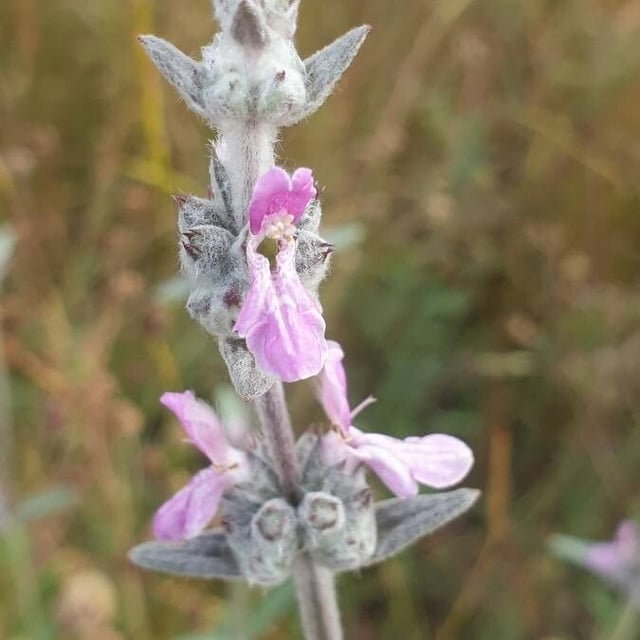 Stachys cretica
