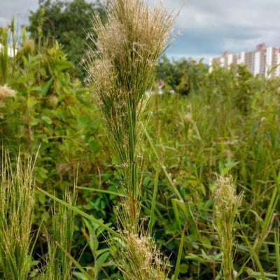 Andropogon bicornis — flower