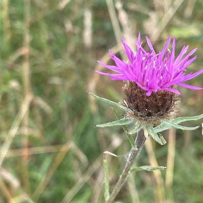 Centaurea debeauxii — flower