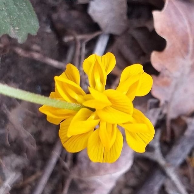 Hippocrepis comosa — flower