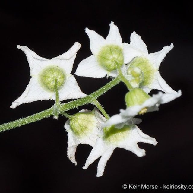 Marah macrocarpa — flower