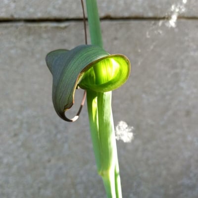 Arisaema consanguineum — flower