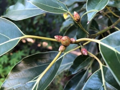 Camphortree