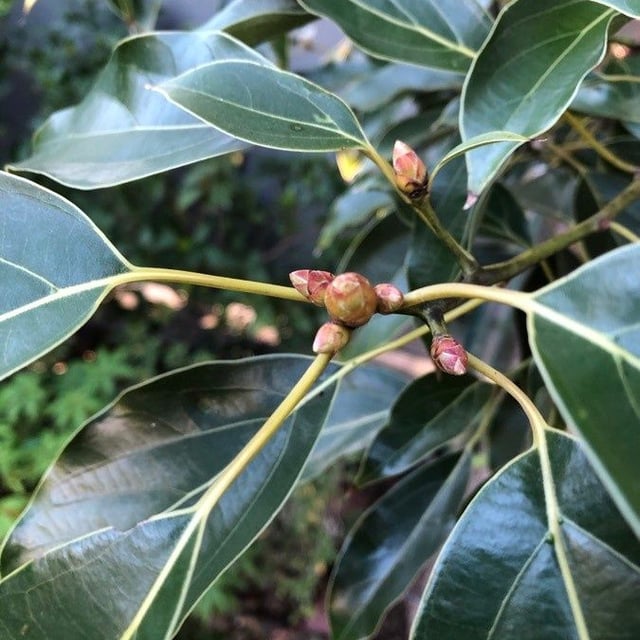 Camphortree