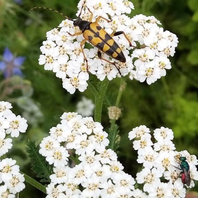 Achillea nobilis — flower