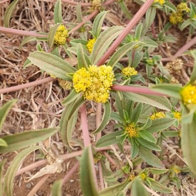 Flaveria trinervia — flower