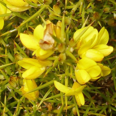 Ulex europaeus — flower