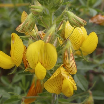 Ononis natrix — flower