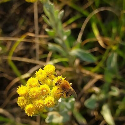 Helichrysum odoratissimum — flower