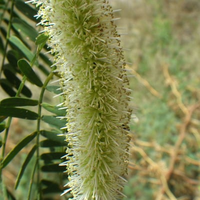 Prosopis juliflora — flower