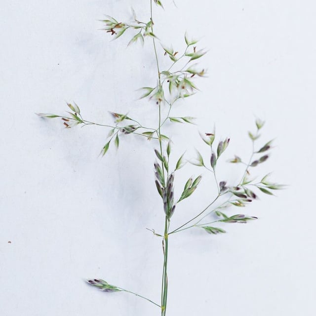 Corynephorus canescens — flower