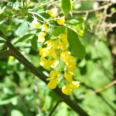 Laburnum alpinum — flower