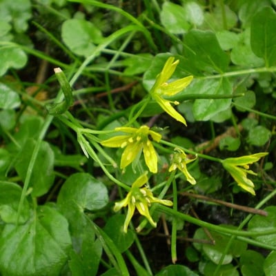 Gagea spathacea — flower