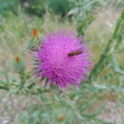 Onopordum acanthium — flower