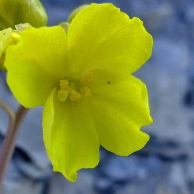 Brassica repanda — flower