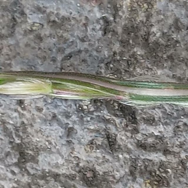 Digitaria ciliaris — flower
